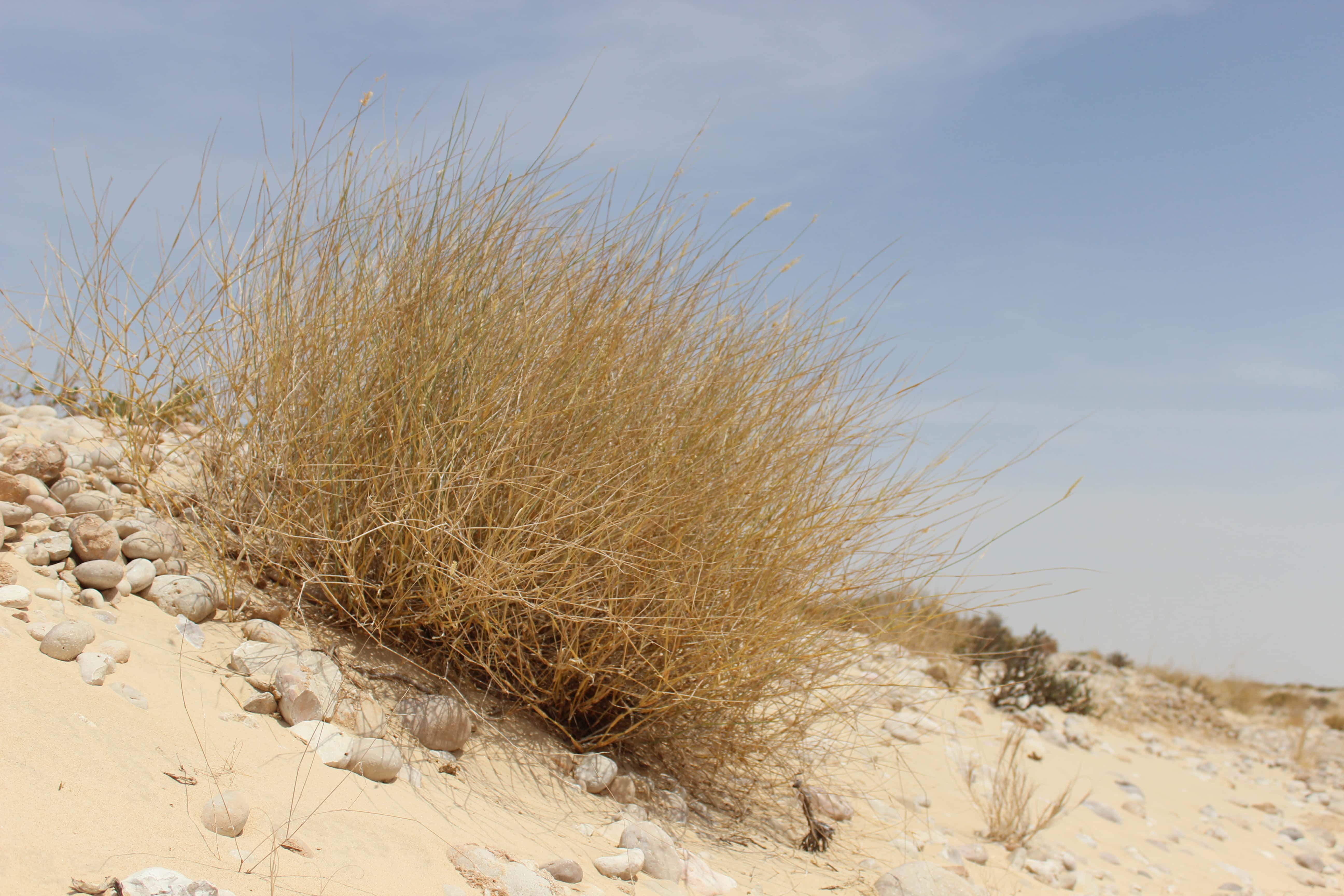 Plant Image